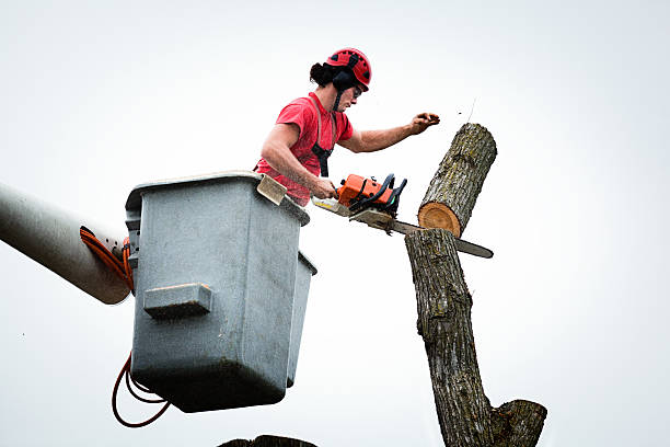 Best Hedge Trimming  in USA